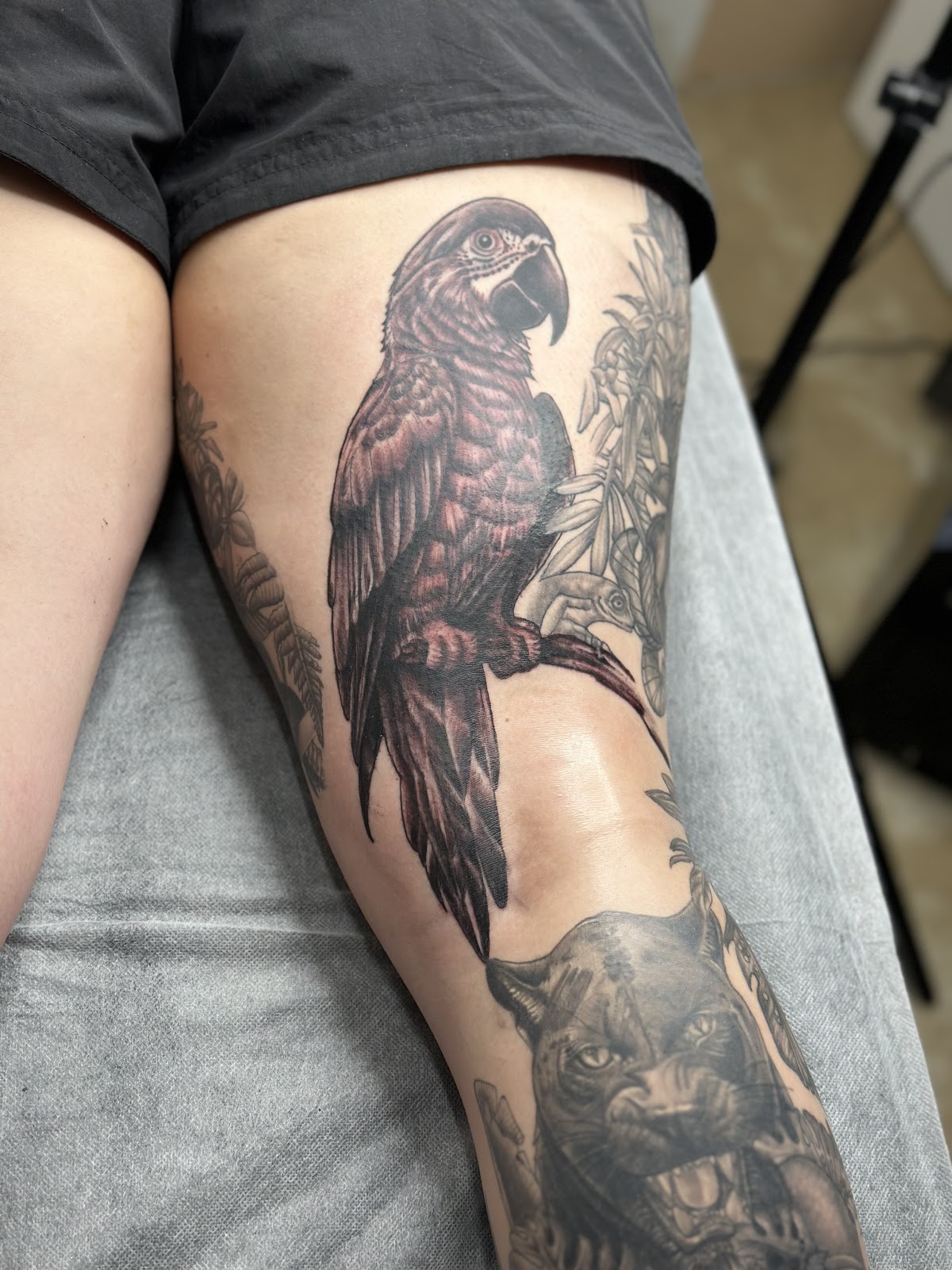 Macaw perched above a snarling panther, black and grey leg piece